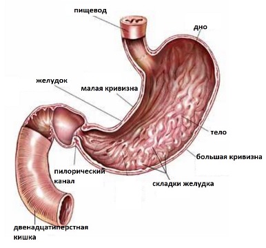 Рак желудка: лечение, симптомы, диагностика — клиника Таргет в Киеве